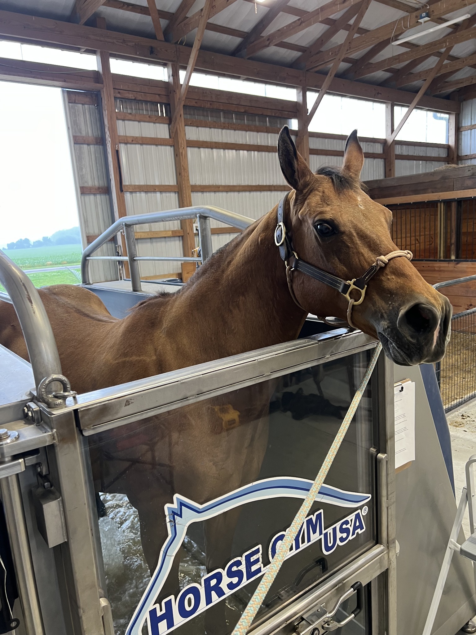 Horse standing calmly in the cold saltwater spa