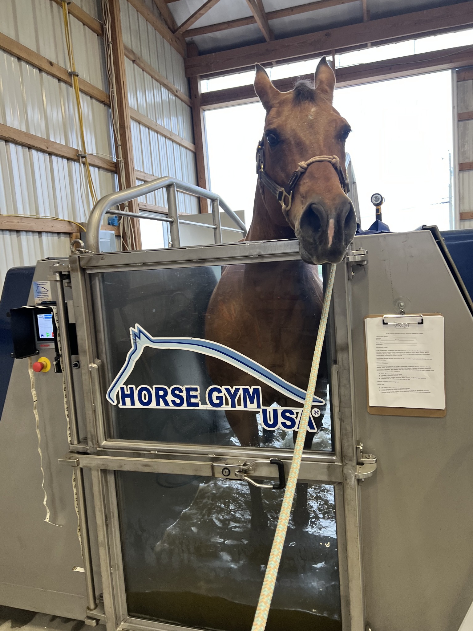 Horse in the Horse Gym cold saltwater spa